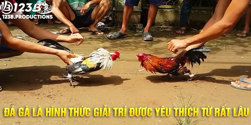 Đá gà là một trong những nét văn hóa đẹp của người Việt Nam