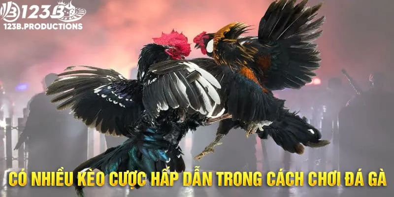 Các kèo cược thông dụng nhất trong đá gà