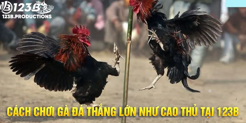 Cách chơi đá gà giúp bạn tăng khả năng thắng cùng 123B